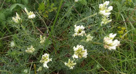 Ковачевият зановец Ковачевият зановец