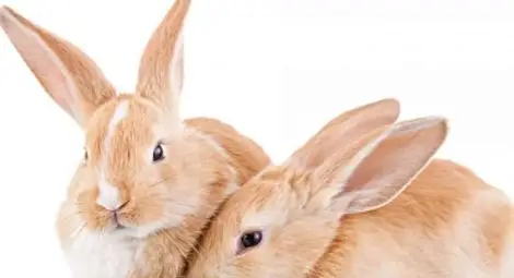 21-годишен повел три хлапета да крадат породисти зайци