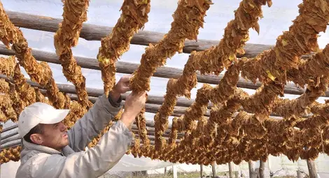 Държавата улеснява тютюнопроизводителите чрез ключови законодателни промени