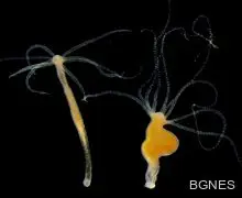 Учени откриха ново лекарство срещу рак на простатата