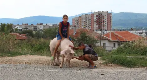 Роми яздят прасета по казанлъшките улици