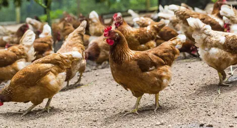 БАБХ разреши продажбата на птици