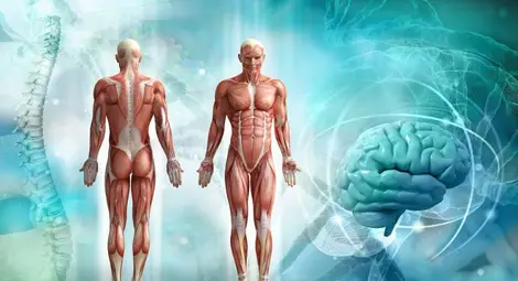 Лекари откриха скрит орган в човешкото тяло