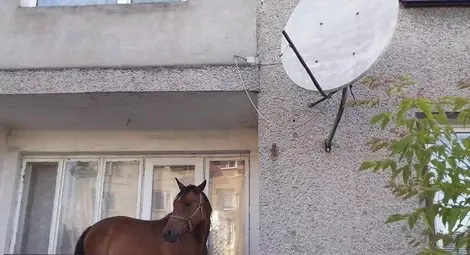 Кон цъфна на балкон в голям столичен квартал