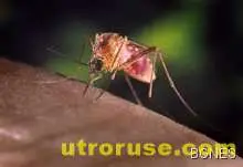 Три миризми срещу комари и мухи 