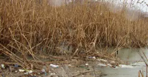 Глоби до 10 000 лева заплашват кметовете за непочистени терени