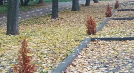 85 изсъхнали туи в парка напомнят за китайски мавзолей отпреди новата ера