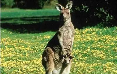 Всички кенгурута са левичари