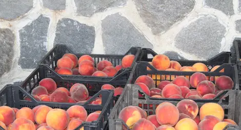 Одобриха държавна помощ за мобилни  инсталации за плодове и зеленчуци