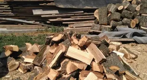 4900 проверки извършиха държавните горски предприятия и агенцията по горите