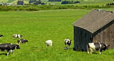 Започна приемът за животновъди и пчелари по de minimis