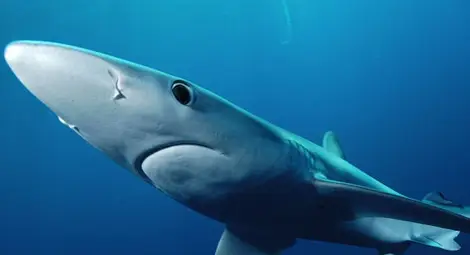 Рибари хванаха синя акула, дълга 2,20 м край Будва - появата й предизвика паника Рибари хванаха синя акула, дълга 2,20 м край Будва - появата й предизвика паника