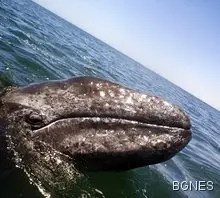 Китовете също хващат тен 