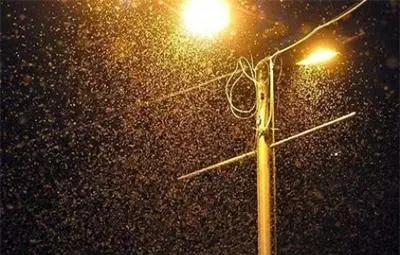 Нашествие на канални мушици