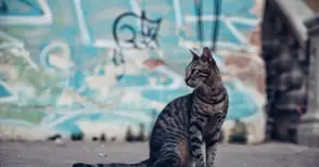 Общински съветник иска програма за намаляване на уличните котки