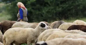 Близо 18 хиляди животновъди получиха общо 11 милиона лева извънредна помощ