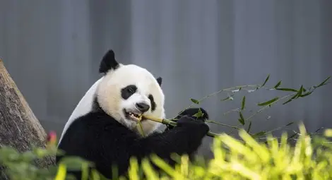 Голямата панда вече не е застрашен вид