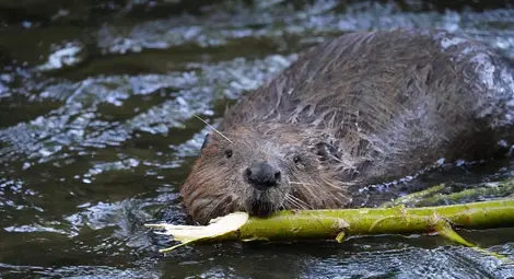 Европейски бобър (Castor fiber).&nbsp;