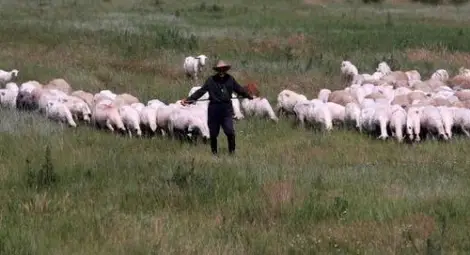 Намушкан в сърцето овчар се прибра вкъщи да си допие