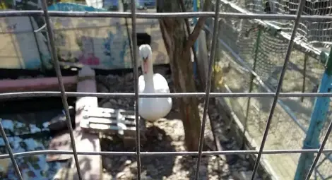 1000 лева глоба за гледане на неми лебеди в двора