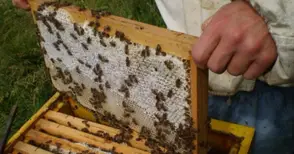 Пчеларите си извоюваха 2,4 милиона лева помощ