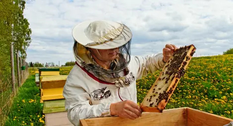 Русенският университет организира курс за биологично и прецизно пчеларство