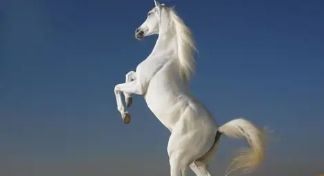 2014-а - годината на Коня 