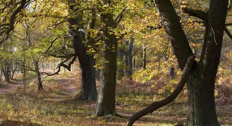 Откриха старица след 10 часа издирване