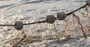 Серкме повлякло рибар в Дунава