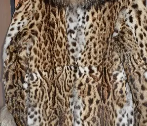 Палто от бенгалска котка  влиза в музейна експозиция