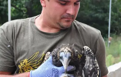 Елоди преди първия си полет в русенския природен парк.  Снимка: Архив