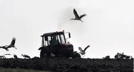 Земеделци от Алфатар са санкционирани за разораване на пасища в пределите на "Натура 2000"