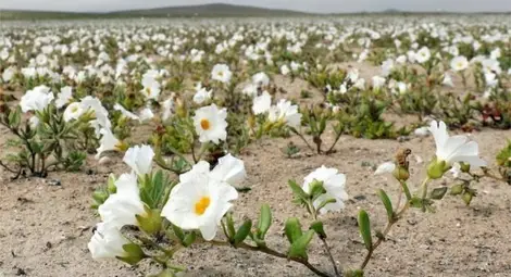 Най-сухата пустиня в света разцъфна след изненадващ дъжд