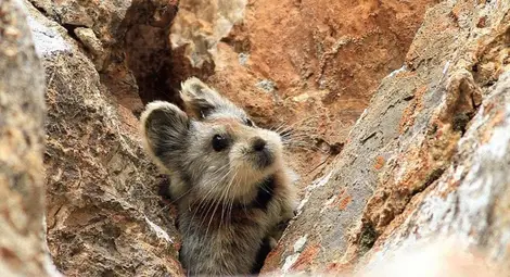 Кое животно е по-сладко от панда и по-застрашено от нея?