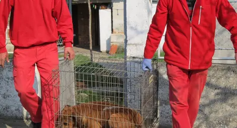 Синът на нахапаната до смърт от питбули поиска едва 16 000 лв. от стопаните им