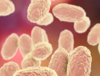 13 случая на коклюш в Русенско от началото на годината досега