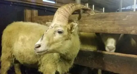 Откриха "еднорог" в Исландия Откриха "еднорог" в Исландия