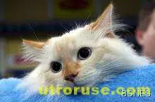 Спомина се италиански котарак милионер 