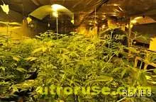 Уругвай на път да въведе "канабис индустрията" 