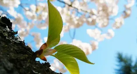 Синоптици предупреждават: Зимата се завръща през април