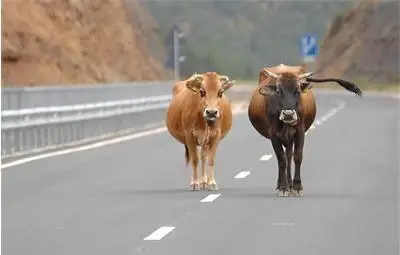 Учените преведоха мученето на кравите