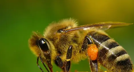 Търсят съвършената пчела на семинар в Русе