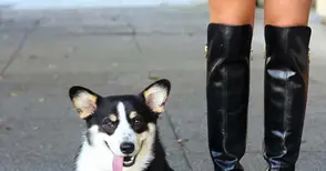 Жена отнесе 100 лева глоба за куче без повод в Парка на възрожденците