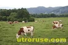 Животновъдите готвят ефективни протести