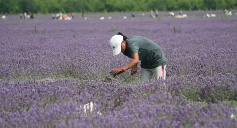 Земеделци протестират срещу еднодневните трудови договори