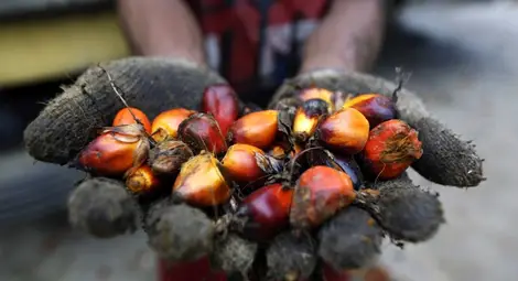 Справедливо ли е лошото отношение към палмовото масло?
