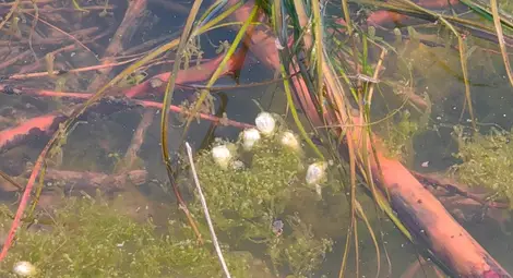 Снимки: Русе Медиа