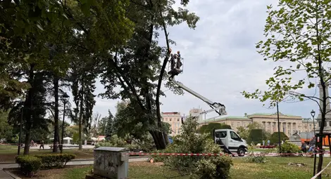 Премахване на изсъхнали дървета ще затвори част от централния русенски площад &bdquo;Свобода&ldquo; утре