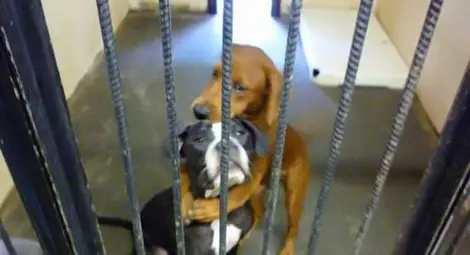 Сърцераздирателна снимка на две прегърнати кучета ги спаси от евтаназия