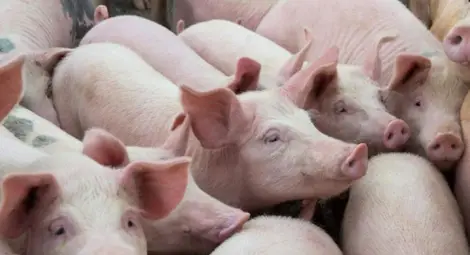 Забраниха пазарите на свине  заради африканската чума
